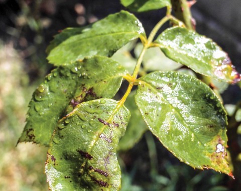 Róż w takim stanie nie możesz zostawić na zimę. Prosta czynność ochroni je przed czarną plamistością