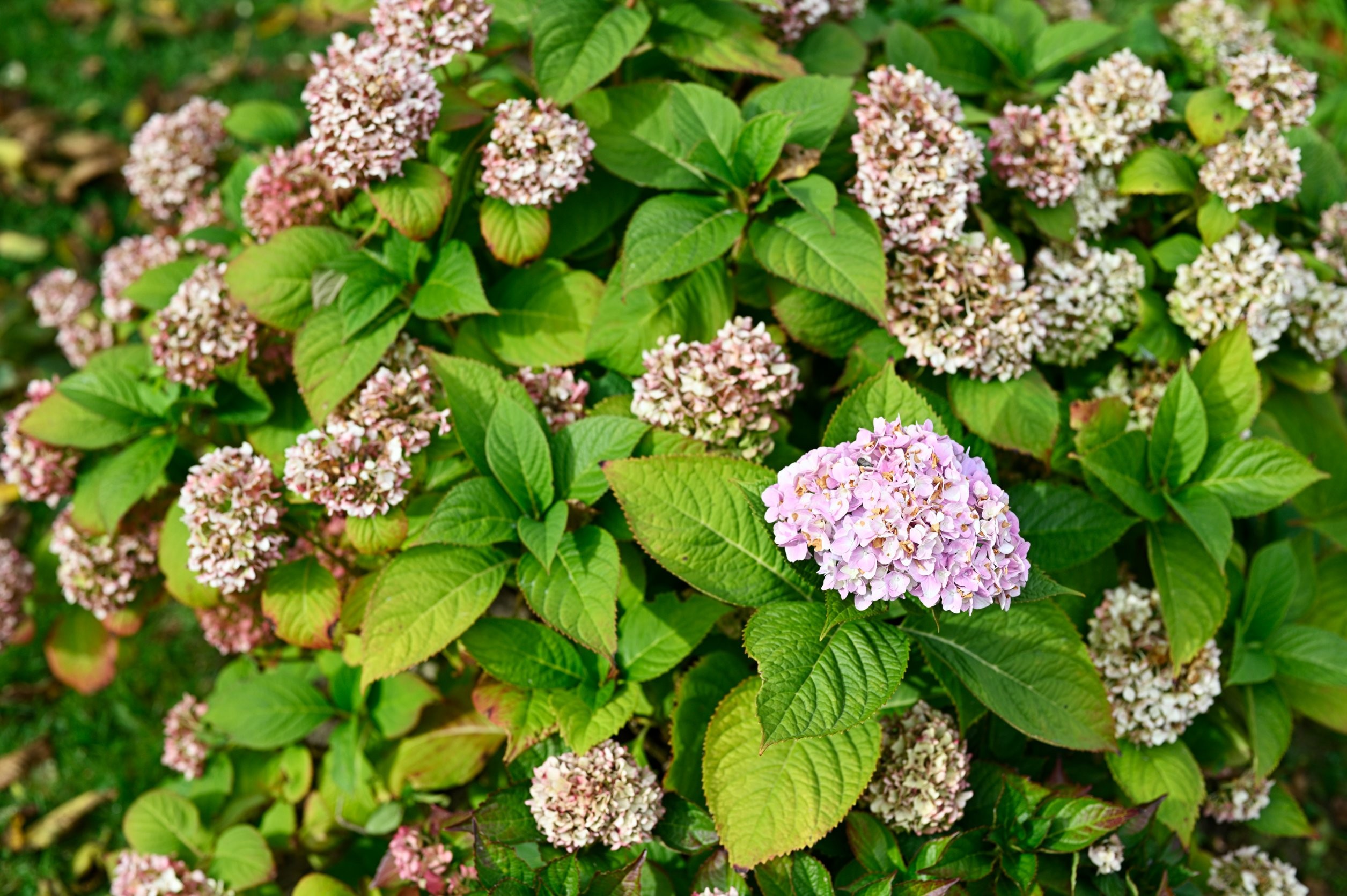 suszenie hortensji na krzewie