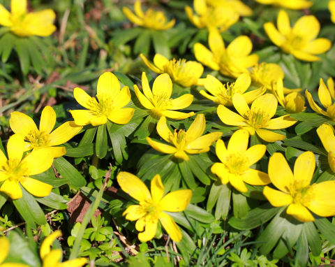 To pierwsze zwiastuny wiosny, kwitnienie zaczynają w lutym. Posadź je pod drzewami lub na skalniaku