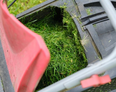 Jak wykorzystać skoszoną trawę? Poznaj cztery sposoby, a nigdy więcej nie wyrzucisz skoszonej trawy