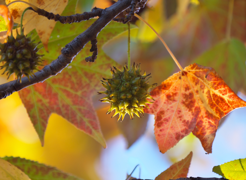 Ambrowiec amerykański 'Slender Silhouette' w naszym klimacie rzadko zawiązuje owoce.