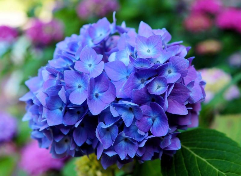 Niektóre nawozy wybarwiają kwiaty hortensji.