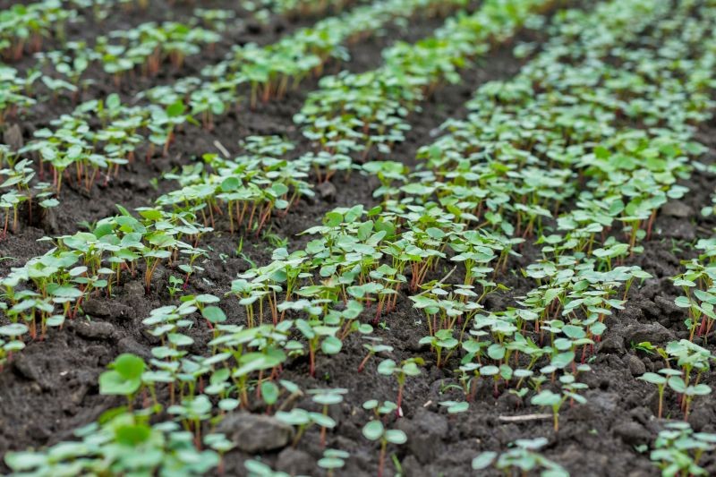 Grykę, jako roślinę fitosanitarną, warto siać w miejscu po ogórkach.