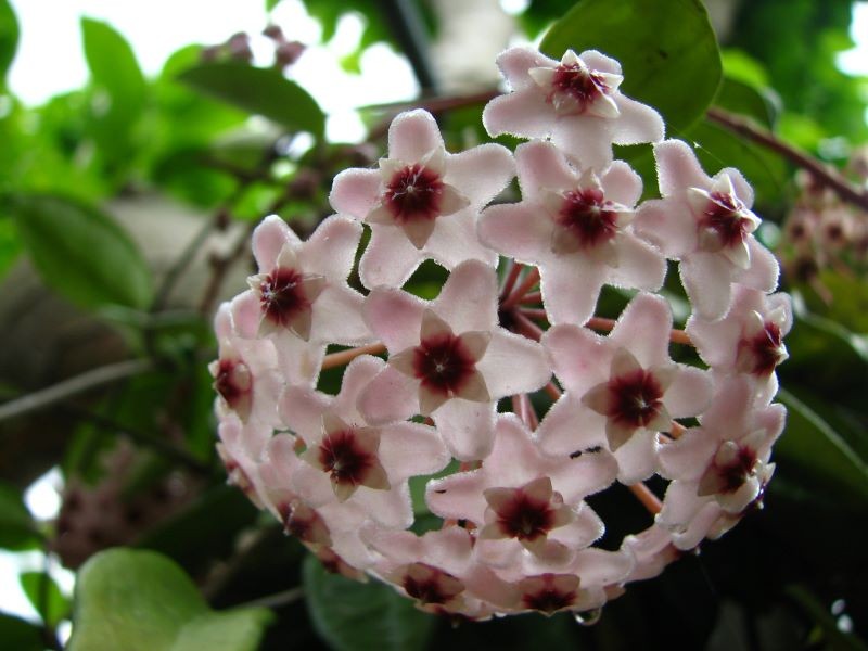 Hoya efektownymi kwiatami rozświetli ciemne kąty w domu.