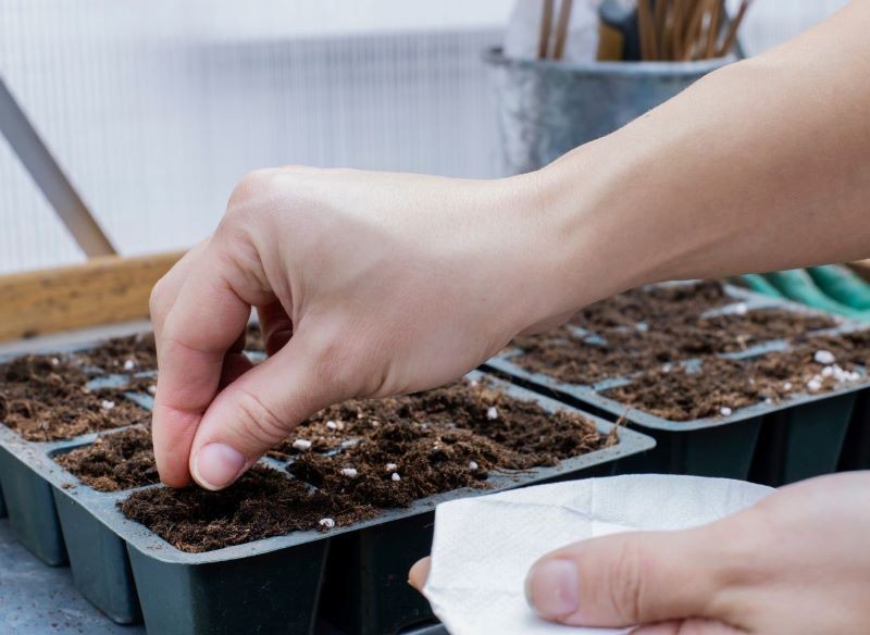Pomidory na rozsadę wysiejmy wczesną wiosną.