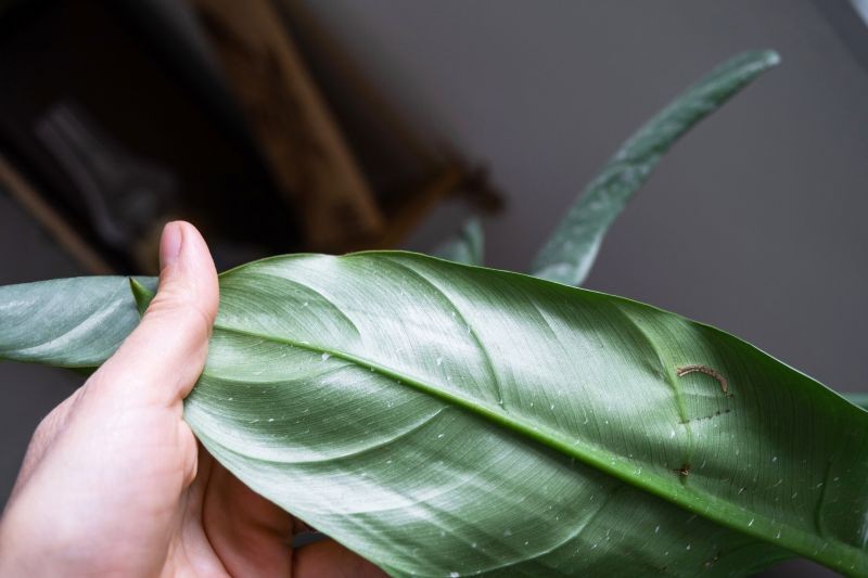 Aby rozpoznać szkodnika, warto zajrzeć na spodnią stronę liści rośliny.