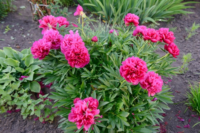 co sadzić przy piwoniach