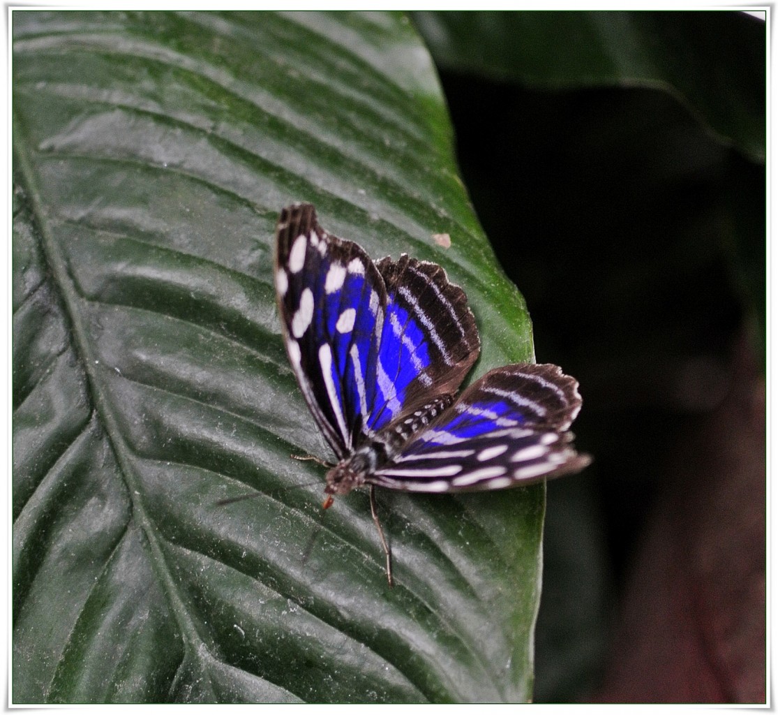 Oranżeria, Łapanie motyli.. - Myscelia cyaniris (Blue Wing;Niebieskoskrzydły).