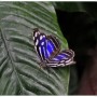 Oranżeria, Łapanie motyli.. - Myscelia cyaniris (Blue Wing;Niebieskoskrzydły).