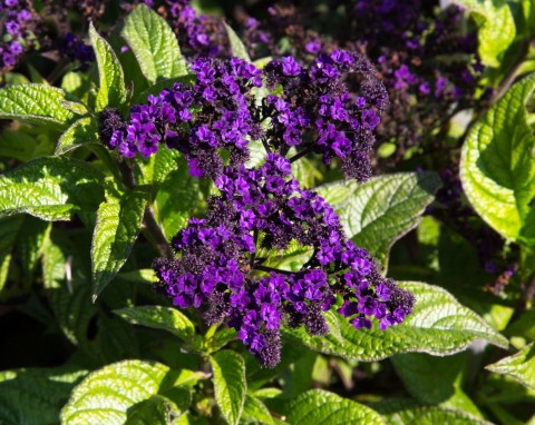 Co siejemy w styczniu? Tzw. szklarniowa piątka to podstawa w każdym ogrodzie