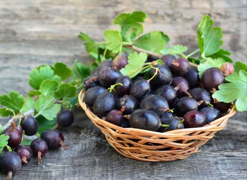 Owoce porzeczkoagrestu nadają się na przetwory, do ciast i bezpośredniego spożycia.