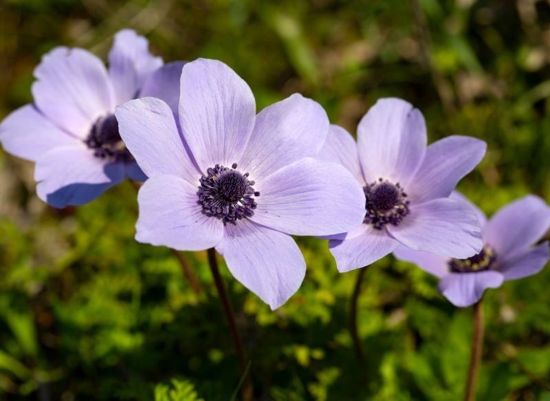 We wrześniu wykopujemy zawilce wieńcowe.