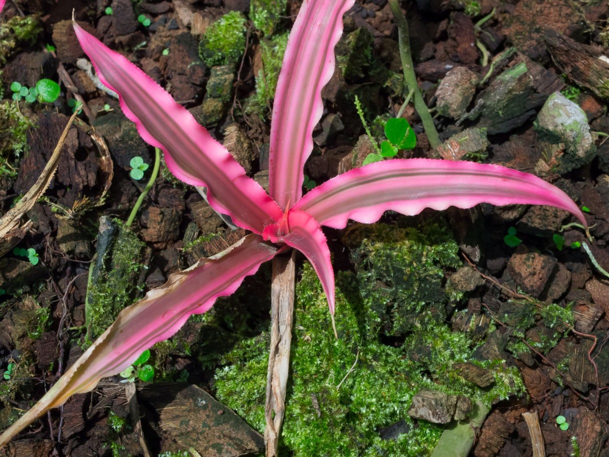Pozostałe, Rośliny, które nie boją się kaloryfera - Rośliny, które zniosą suche powietrze: Skrytokwiat (Cryptanthus) 