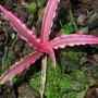 Pozostałe, Rośliny, które nie boją się kaloryfera - Rośliny, które zniosą suche powietrze: Skrytokwiat (Cryptanthus) 