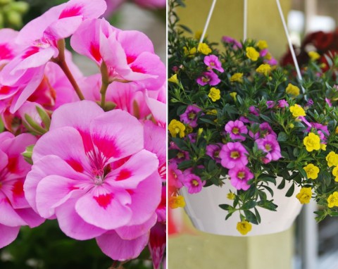 Co zrobić, żeby kwiaty w ogrodzie i na balkonie kwitły nieustająco? Trzymaj się tych zasad, szybko zobaczysz efekty