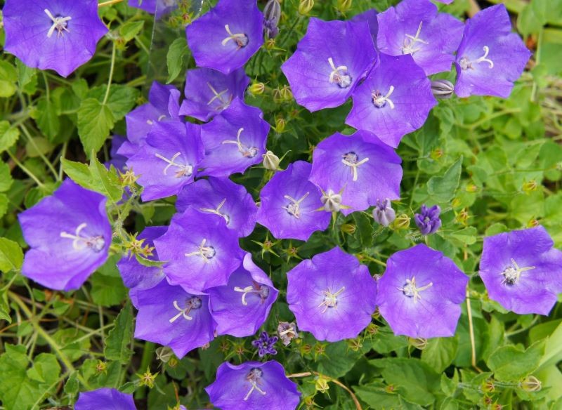 Dzwonek karpacki nie jest trudny w uprawie.