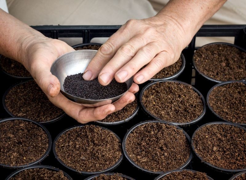 Stratyfikację nasion możemy przeprowadzić w lodówce lub na mrozie.