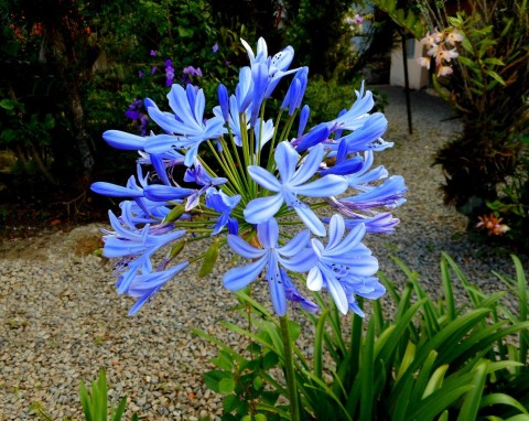 Agapant afrykański (Agapanthus africanus)