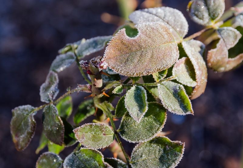 Róże uszkodzone przez mróz często można jeszcze uratować.