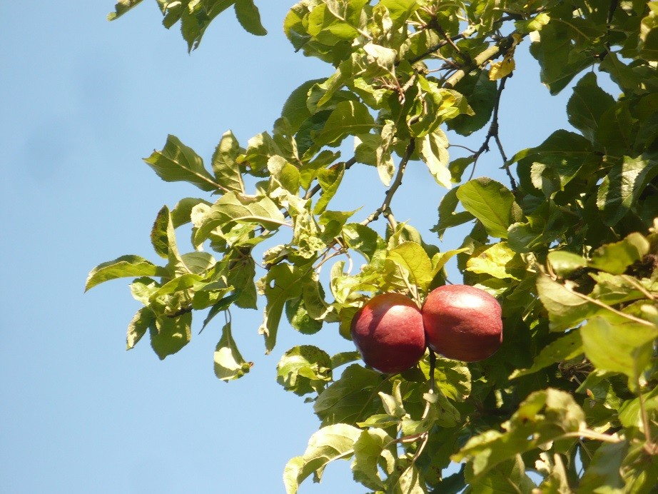 Pozostałe, Jesień................. - ...................i jabłka na jabłoni................