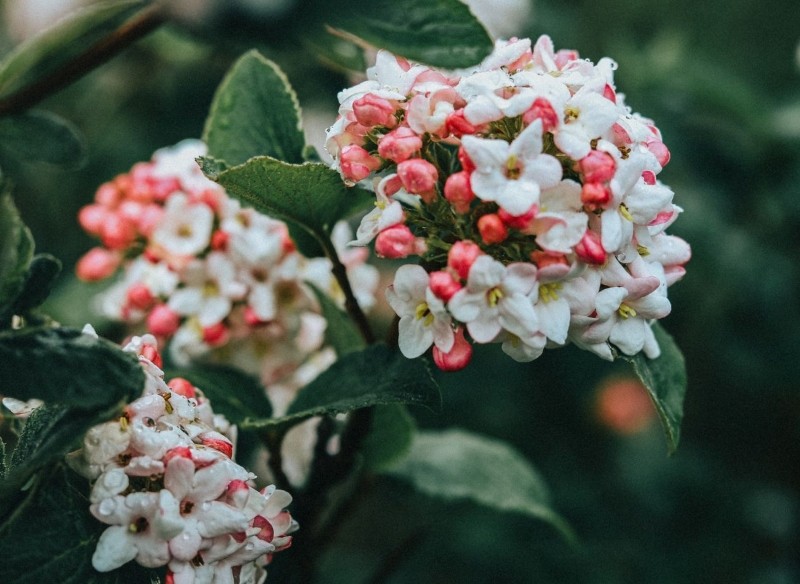 pachnące rośliny do ogrodu 