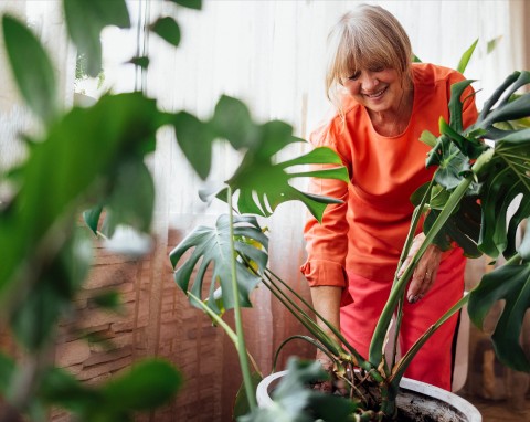 Przesadzanie roślin doniczkowych. Trzymaj się zasad, będziesz mieć piękne kwiaty