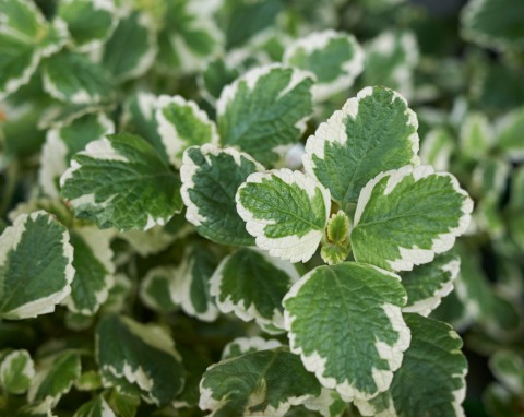 Komarzyca (Plectranthus coleoides)