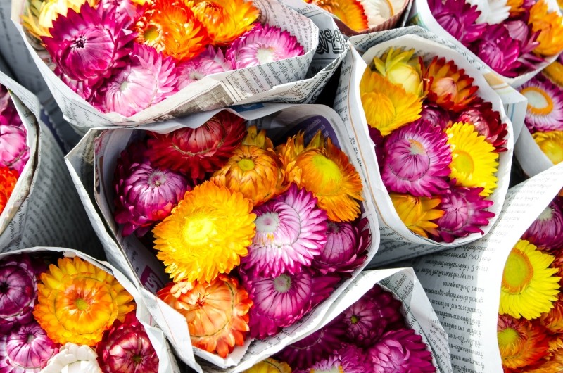 zastosowanie kocanki w ogrodzie