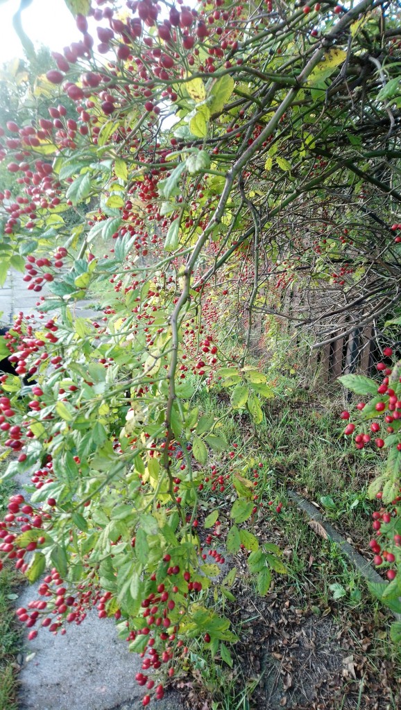 Rośliny, Wrześniowe fotki.................... - .................i róża..............