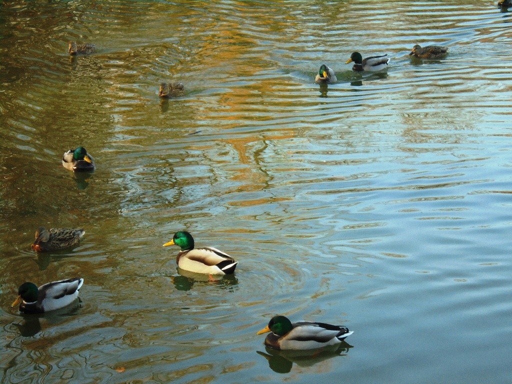 Rośliny, JESIEŃ  LŚNI  ZŁOCIŚCIE - Park Kachla Bytom