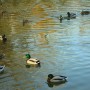 Rośliny, JESIEŃ  LŚNI  ZŁOCIŚCIE - Park Kachla Bytom