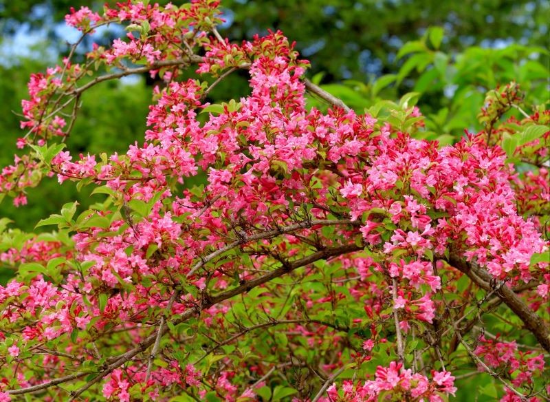 Stare krzewuszki mogą wymagać cięcia odmładzającego.