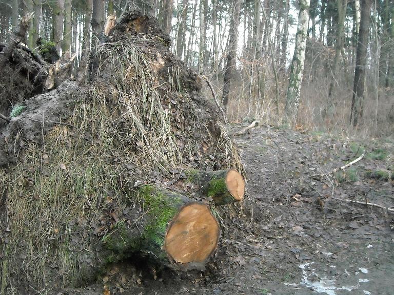 Pozostałe, Zapraszam na  spacer .......z Noworocznymi Życzeniami........