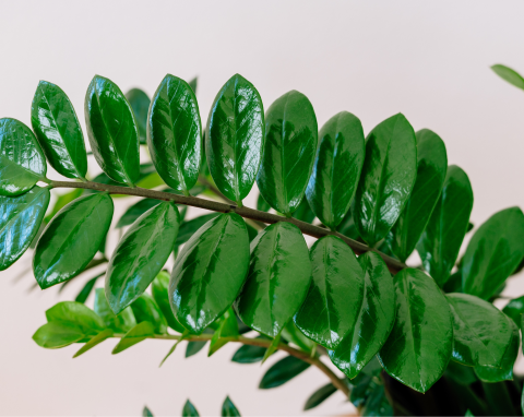 Nawóz, który wzmacnia korzenie i pobudza do wzrostu. Zamiokulkas wypuści dużo nowych liści