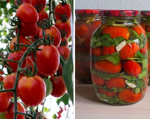Najlepsze odmiany pomidorów na przetwory. Szybko i obficie rosną, zbiory będą bogate