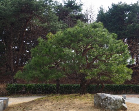 Sosna koreańska (Pinus koraiensis)