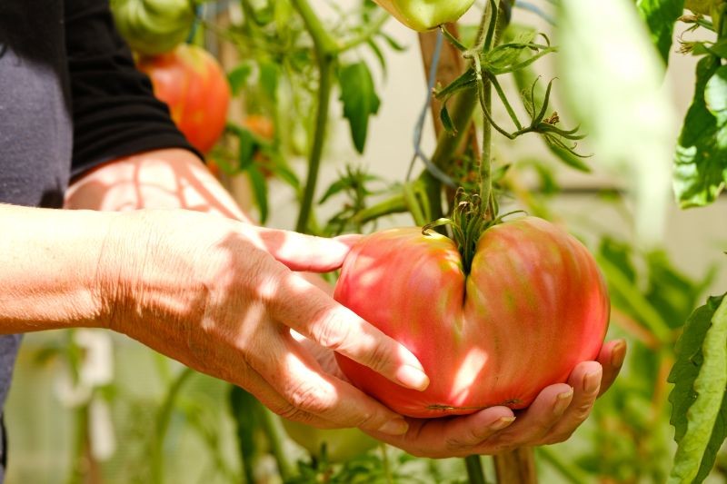 Nawożenie azotem jest ważne w uprawie pomidorów.
