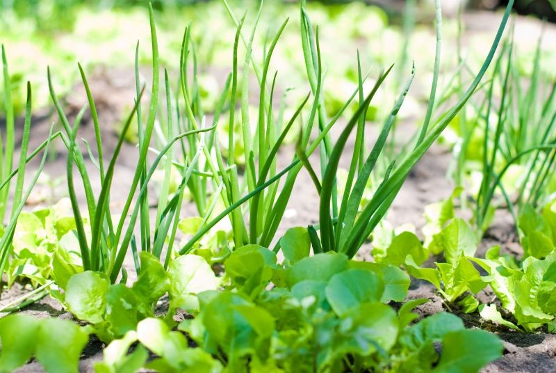 Dzięki naturalnym ściółkom, które użyźnią glebę przez zimę, warzywa będą lepiej rosły wiosną.