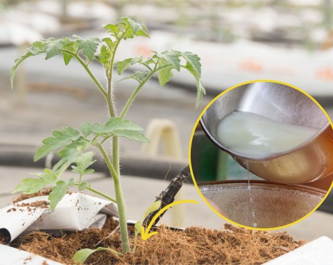 Czym podlewać sadzonki pomidorów i ogórków gruntowych, żeby szybko i zdrowo rosły? Ta mikstura wpływa też na owocowanie