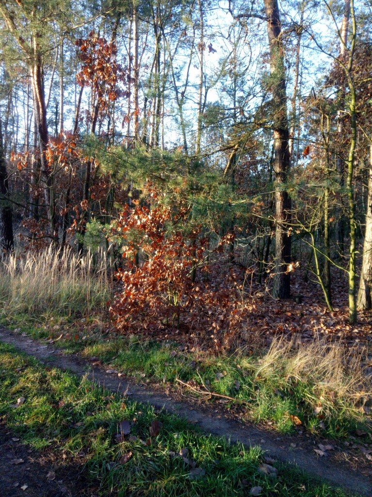 Leśne klimaty, Ostatnie dni prawdziwej jesieni