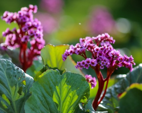 Bergenia sercowata (Bergenia cordifolia)