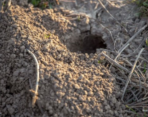 Jak się pozbyć nornic zimą w naturalny sposób? Jakie szkody gryzonie wyrządzają w zimowym ogrodzie?