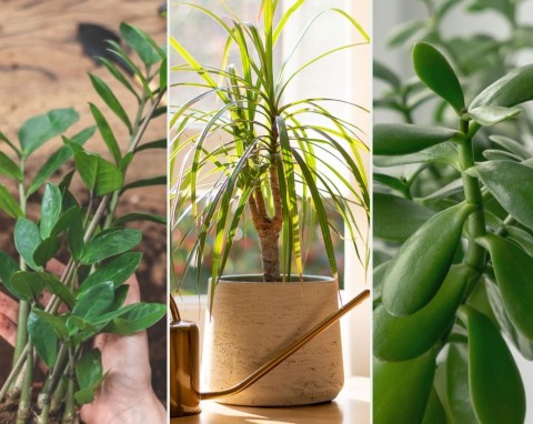 5 wytrzymałych roślin domowych, których uprawa wymaga minimum czasu
