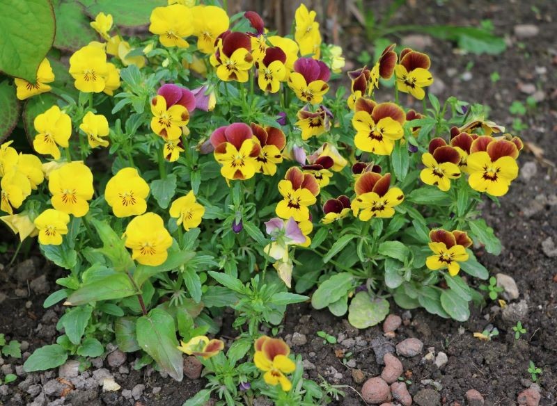 Bratki możemy uprawiać w gruncie lub donicy.