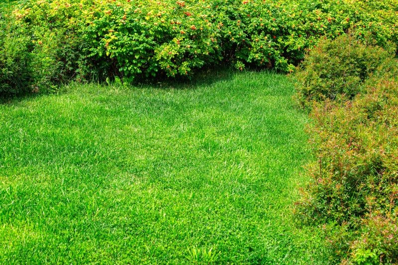 Czym nawozić trawnik na koniec lata?