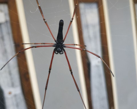 Domowy sposób na pająki