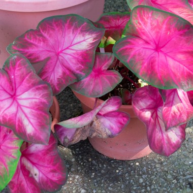 Kaladium (Caladium) 
Fot. 123.RF