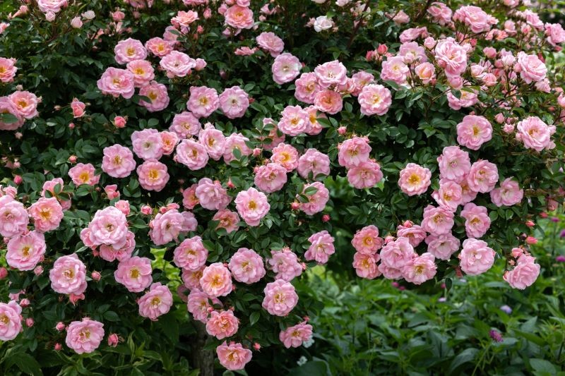 Dzięki właściwej pielęgnacji róże mogą kwitnąć dłużej.