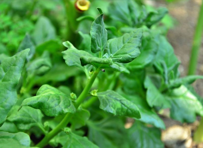 Szpinak nowozelandzki warto uprawiać z rozsady.