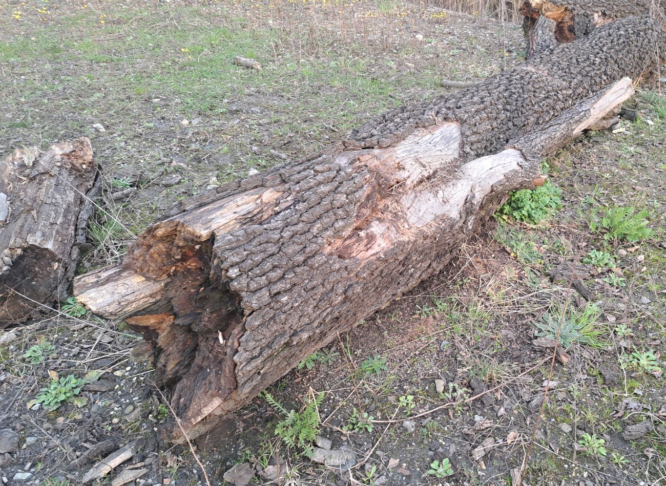  Wycinanie suchych drzew w ogrodzie. Czy trzeba na to zgodę?